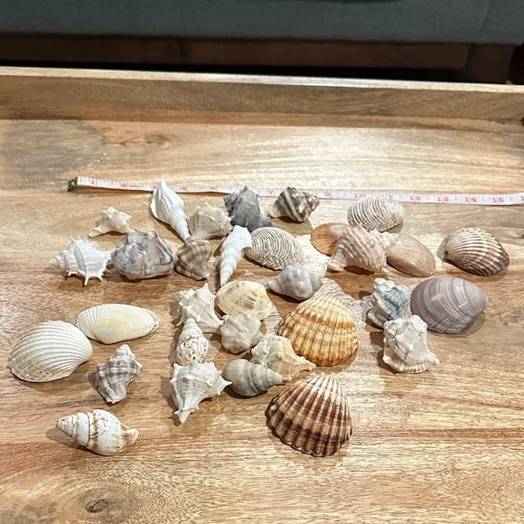 Assorted Seashell Collection - Picture 2 of 2